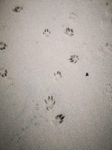 mawgan-porth-beach-paw-prints