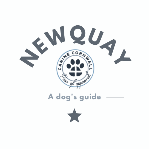 dog-friendly-newquay