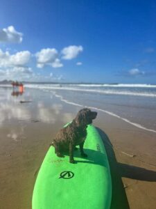dog-on-surfboard-at-watergate-bay
