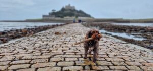 Dog on path to St Michael's Mount
