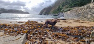 Dog on beach with seaweed