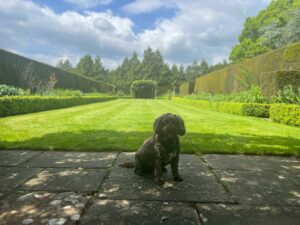 Dog in the garden at Whatley Manor