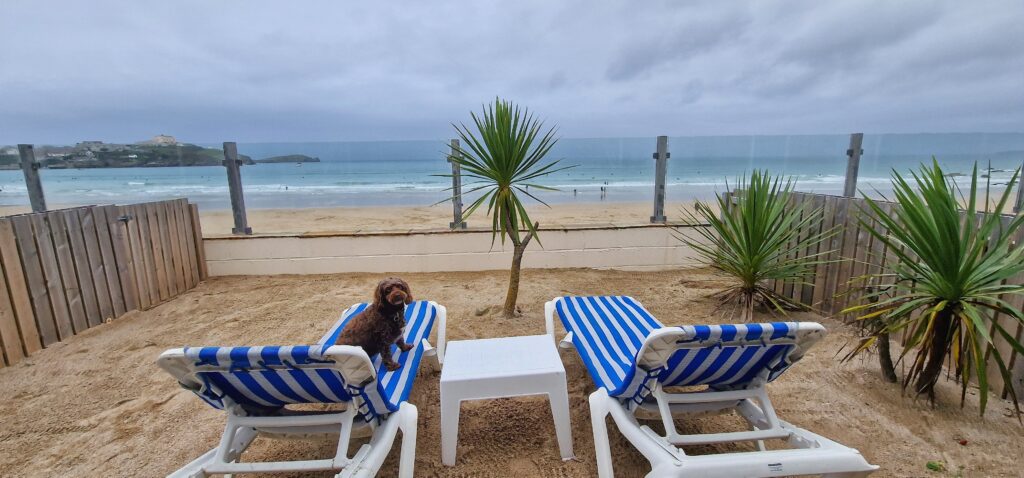 Dog sat on sunbed in private suite at Tolcarne Beach Village Newquay
