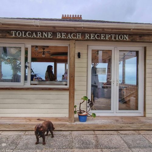 dog at reception of Tolcarne Beach Village
